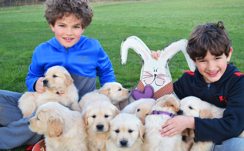 Cover photo of D's Golden Delights